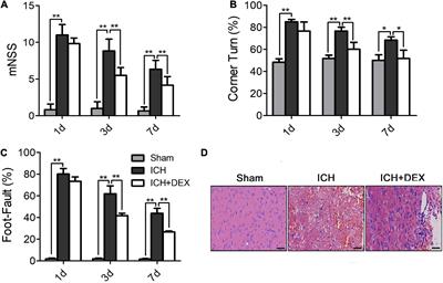 Dexmedetomidine post-conditioning protects blood-brain barrier integrity by modulating microglia/macrophage polarization via inhibiting NF-κB signaling pathway in intracerebral hemorrhage
